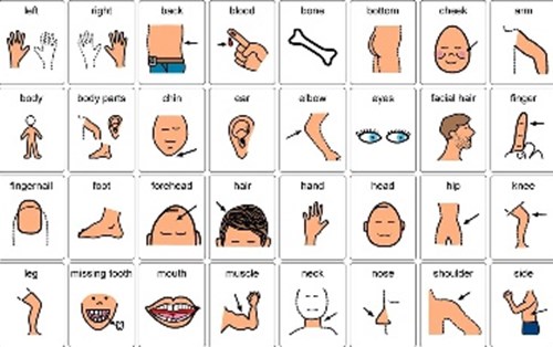 36 từ vựng tiếng Anh theo chủ đề về cơ thể người